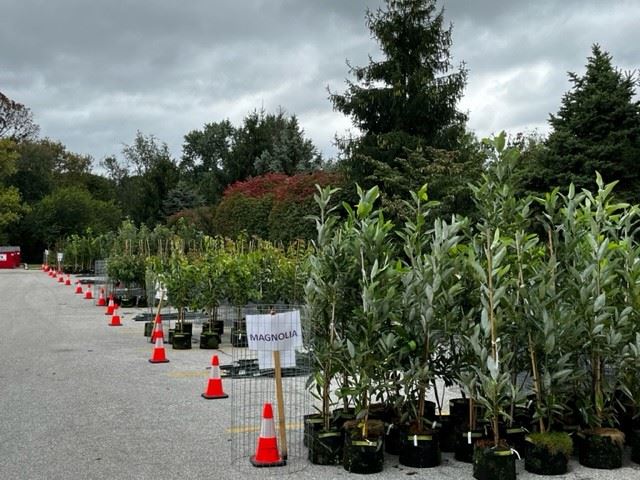 260 Trees ready to Go! 09.29.2023