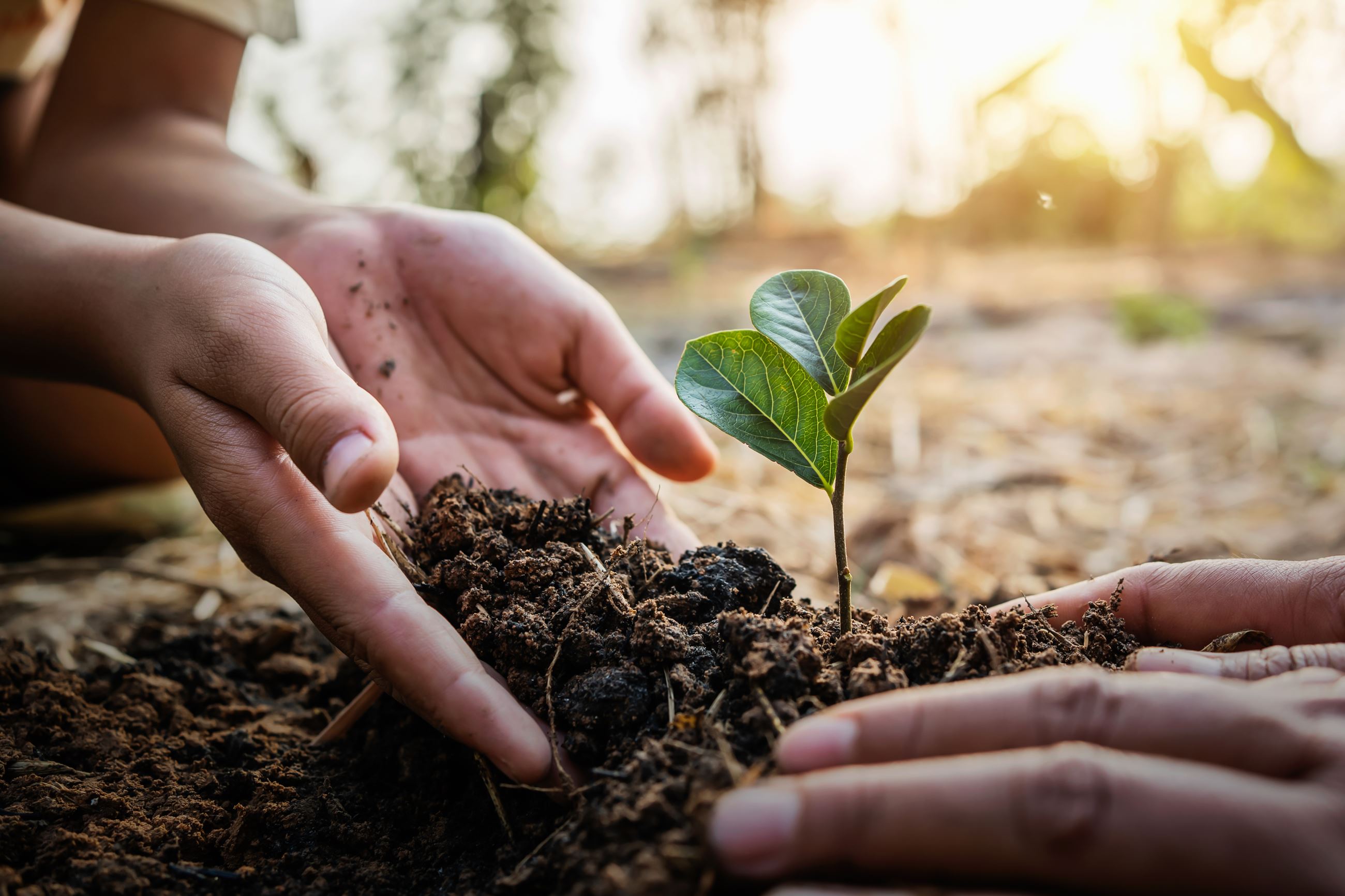 AdobeStock_317185817 photo of two peoples' hands in dirt planting a seedling