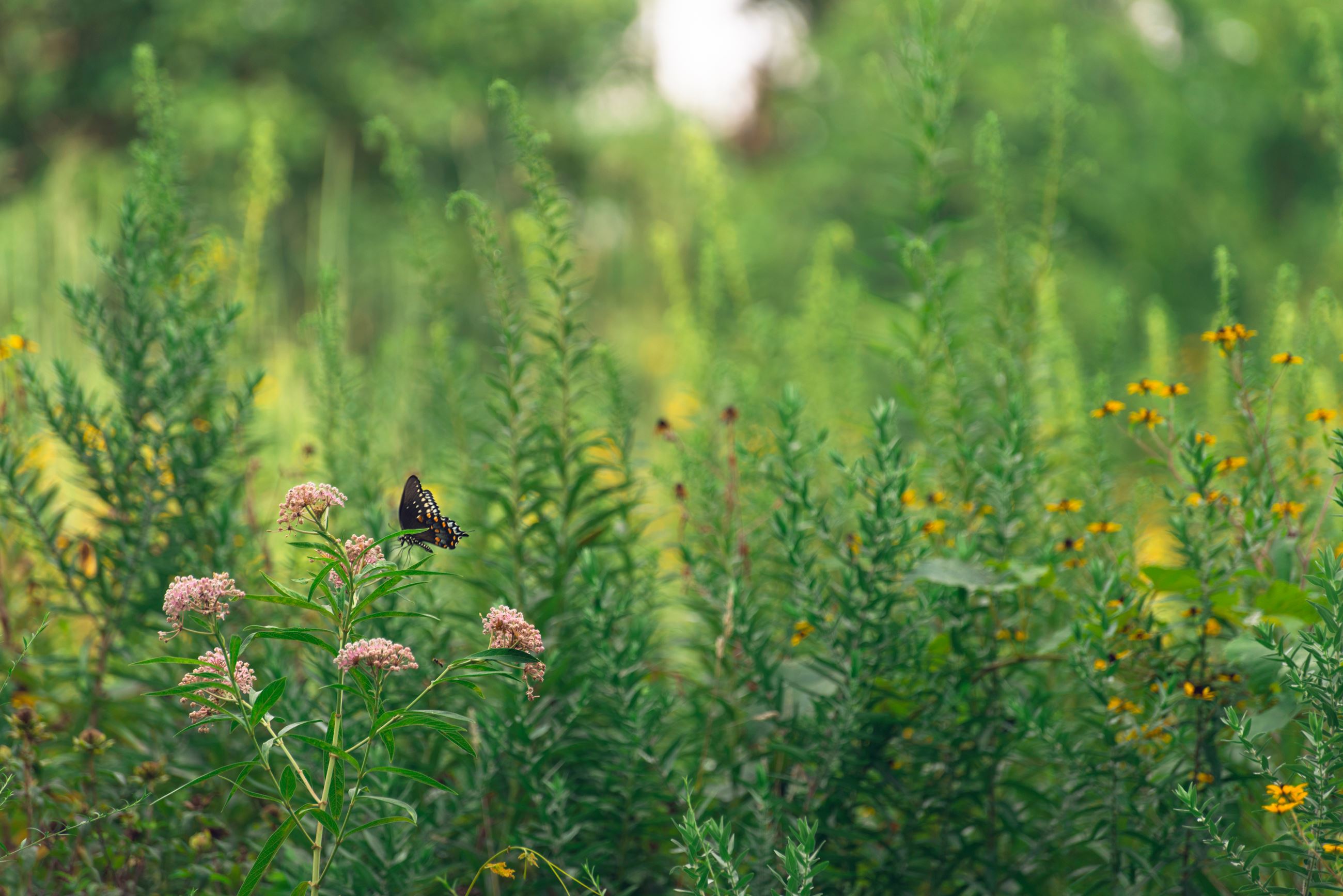 AdobeStock_241023620 photo of pollinator garden