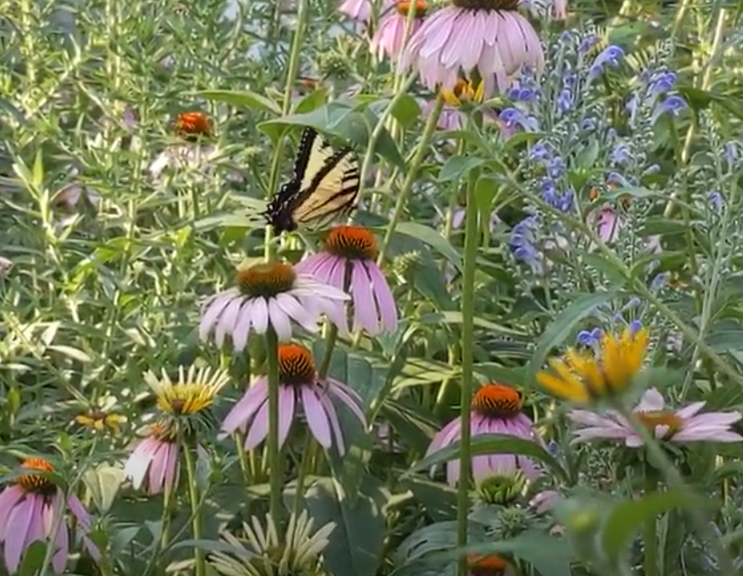 Photo of Native Wildflowers (1)